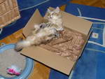 Katze Padme 6 Monate alt.